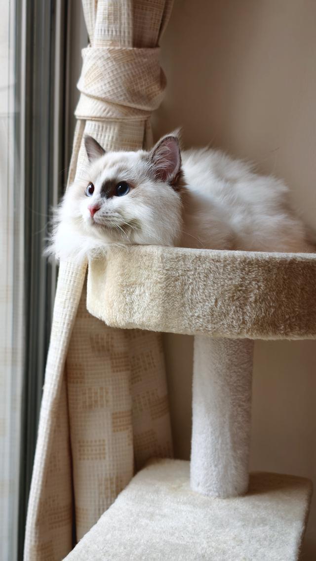 ลูกแมวแร็กดอลล์แสนสวย รูปที่ 14