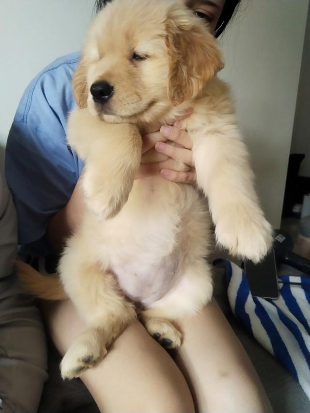 สุนัขโกลเดินริทรีฟเวอร์