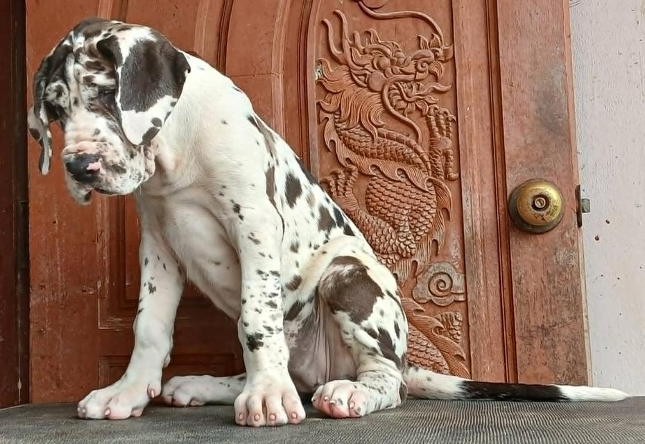 ลูกเกรทเดนคุณภาพ Great dane for sale รูปย่อยที่ 4
