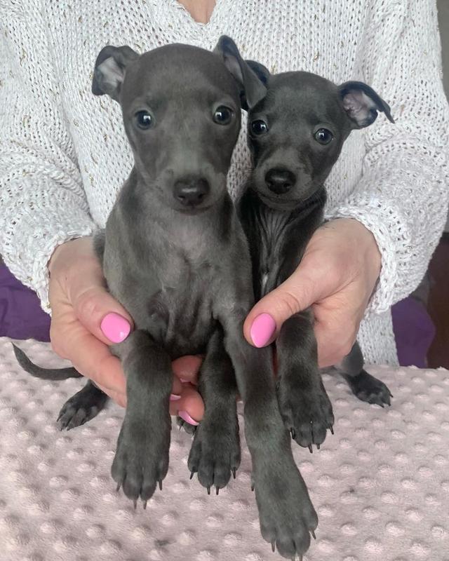 Italian Greyhound puppies.