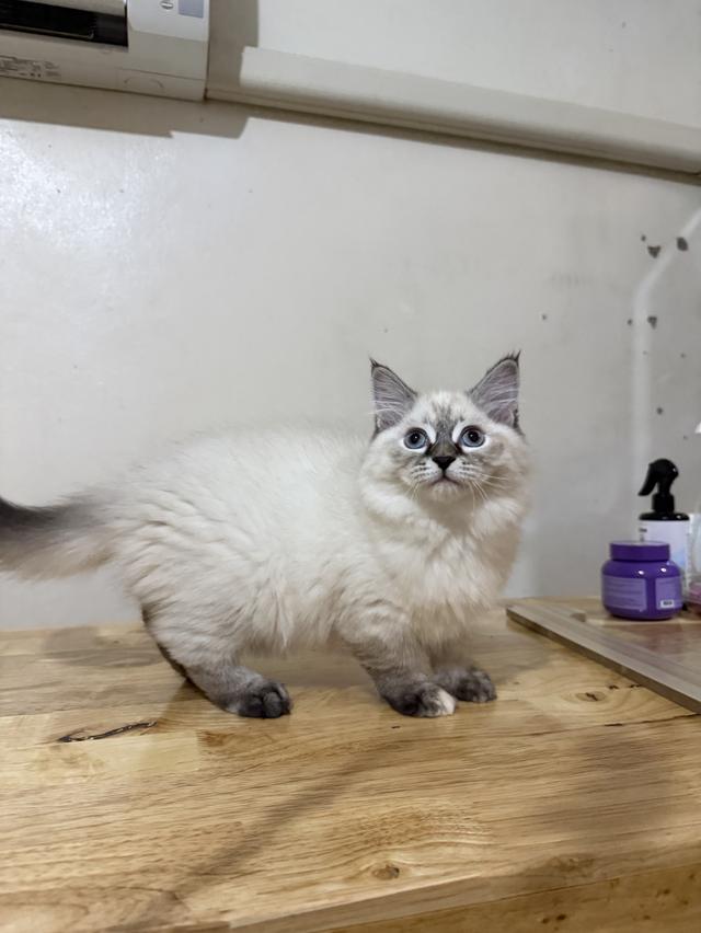 ลูกแมวไซบีเรียน (Siberian Cat) มีใบเพ็ท WCF รูปย่อยที่ 4