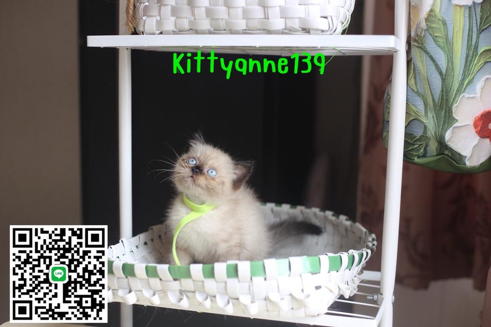 น้องแมวลูกครึ่งสก็อตติชเปอร์เซีย 8