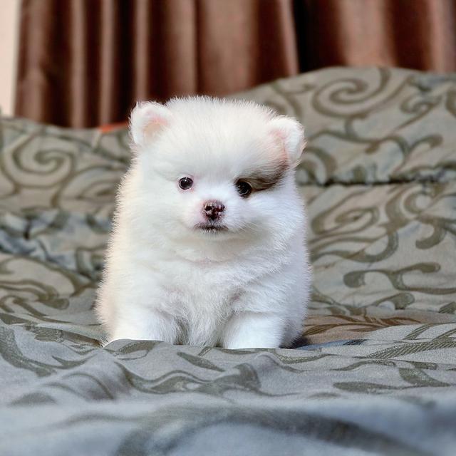 น้องซีมอนปอมน้อยน่ารักพร้อมซนมีบริการจัดส่งเก็บเงินปลายทางน้า