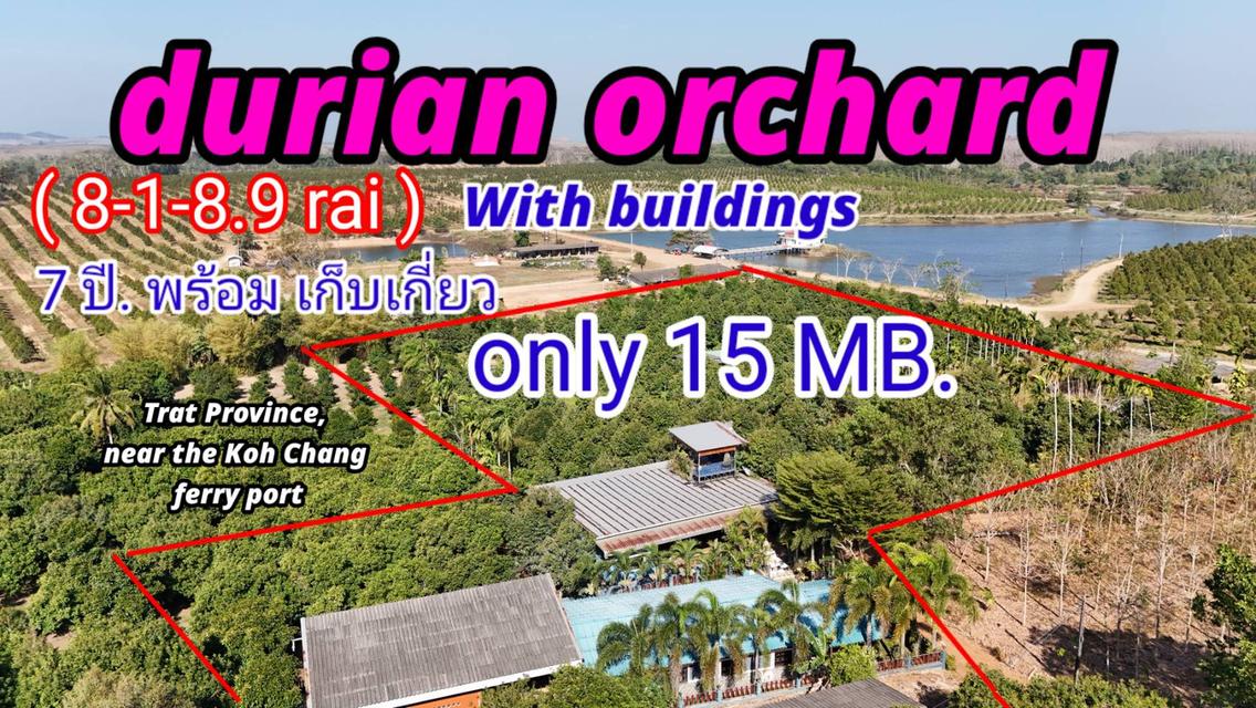 ขายสวนทุเรียนหมอนทองแถม บ้าน  ขนาดใหญ่ (เนื้อที่ 8-1-8.9 ไร่.)ต.เทพนิมิต  อ.เขาสมิง จ.ตราด