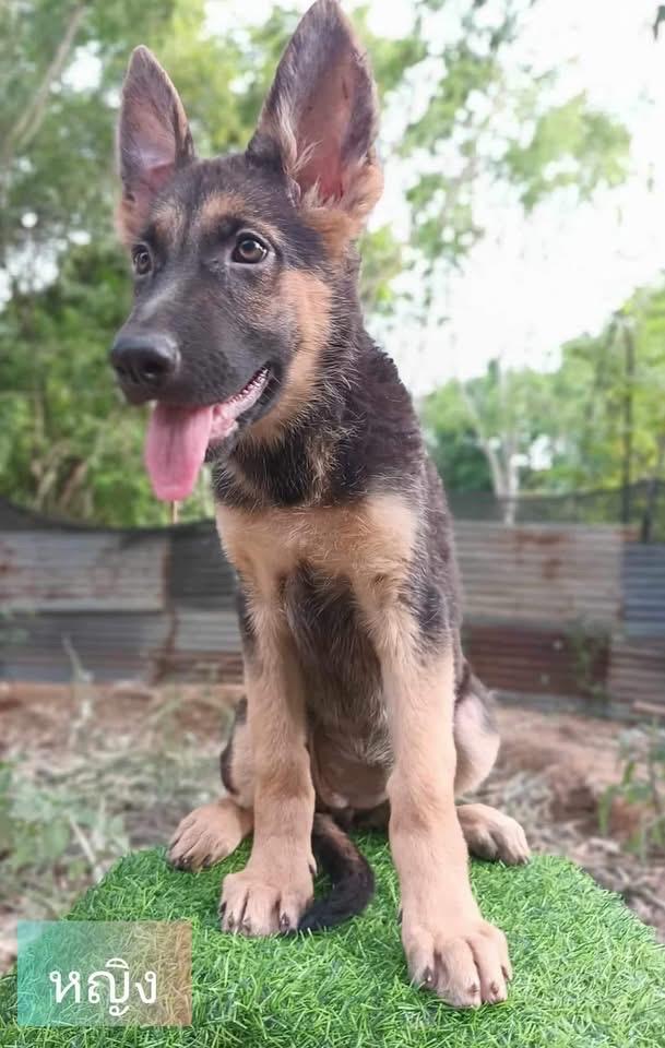 สุนัข German Shepherd หาบ้าน 2