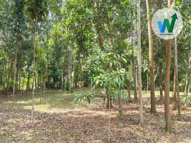 ที่ดินเพื่อการลงทุนพัทลุง ทำเลทองใกล้แหล่งชุมชน 6