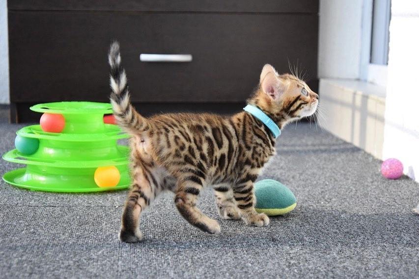 Bengal Kittens | WhatsApp me : +66 63 826 3042 รูปที่ 2