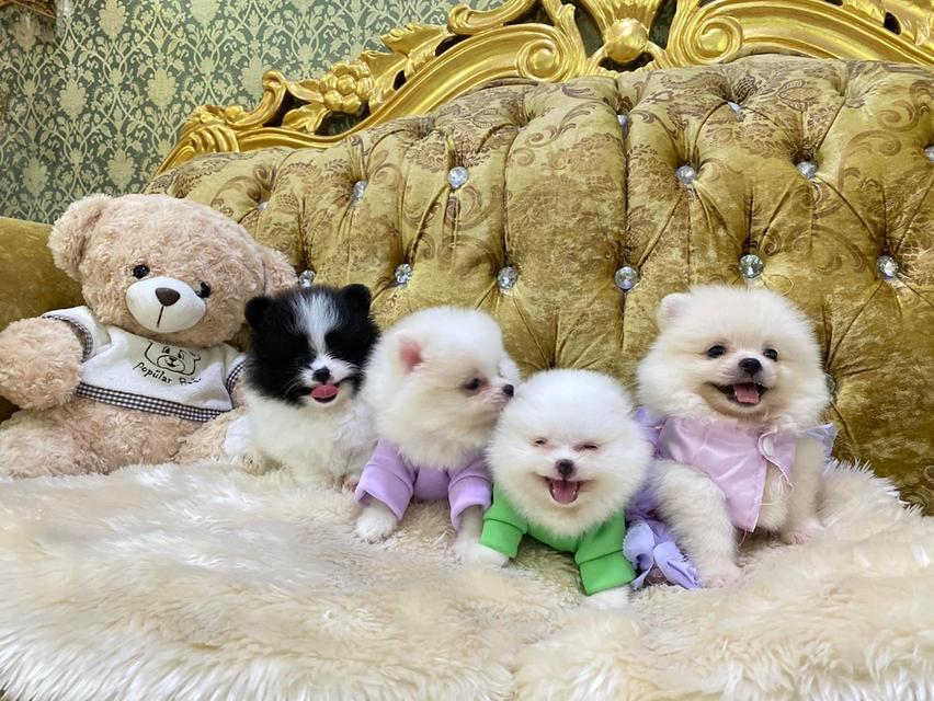 ลูกปอมแท้ พร้อมส่งทุกตัว ราคาเบาๆ สอบถามได้ค่ะ 2