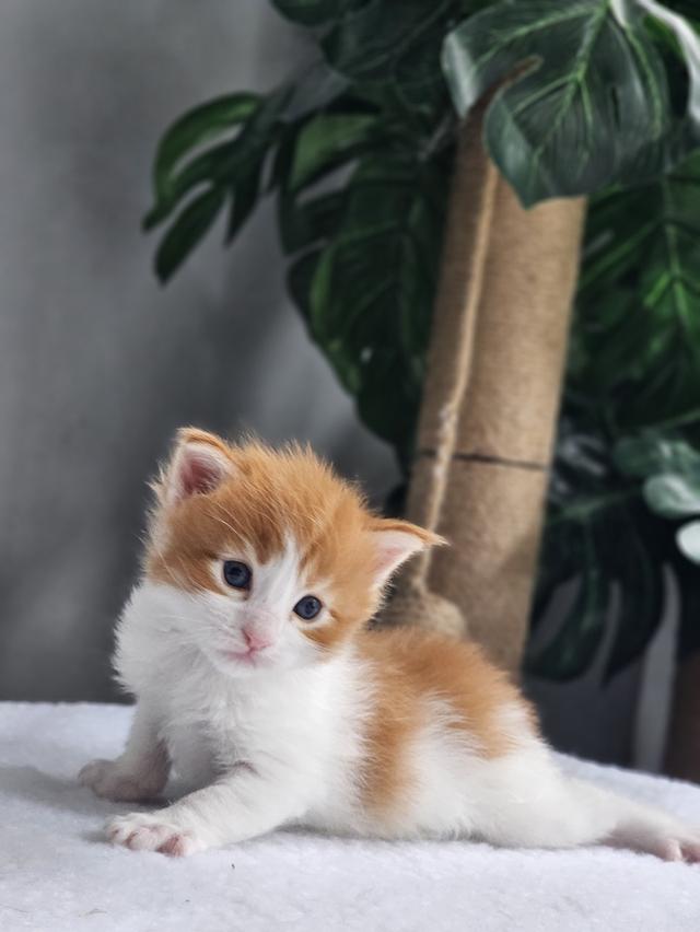 ลูกแมวเมนคูน แท้