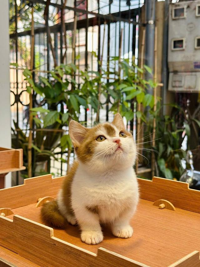 แมวมันช์กิ้น เด็กชาย