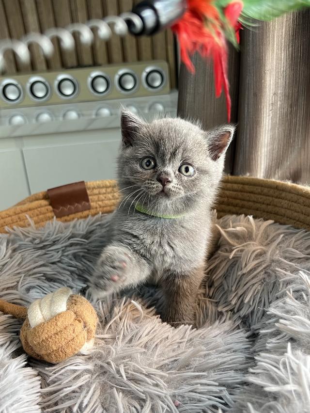 ลูกแมว บริติช ช็อตแฮร์ ใบเพ็ดนอกWCF(British Shorthair)