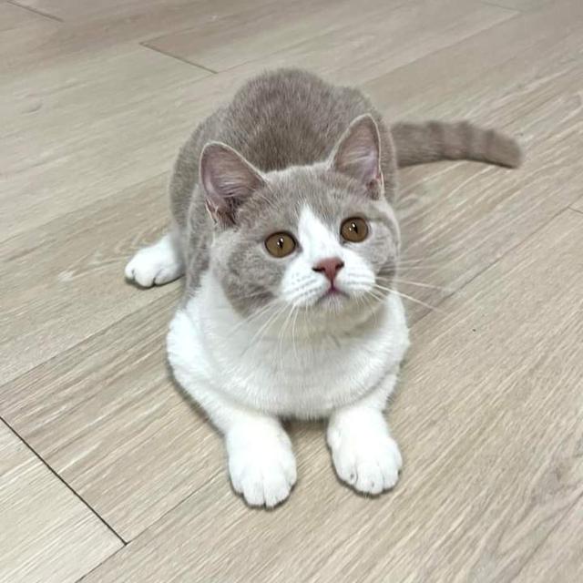 British Shorthair 1