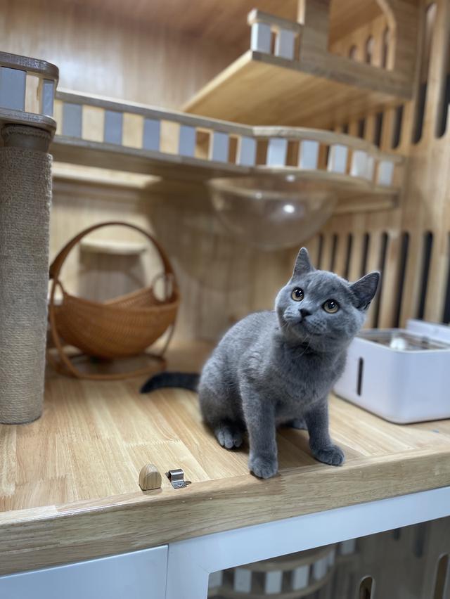 แมวมันช์กิ้นขายาวเพศชาย