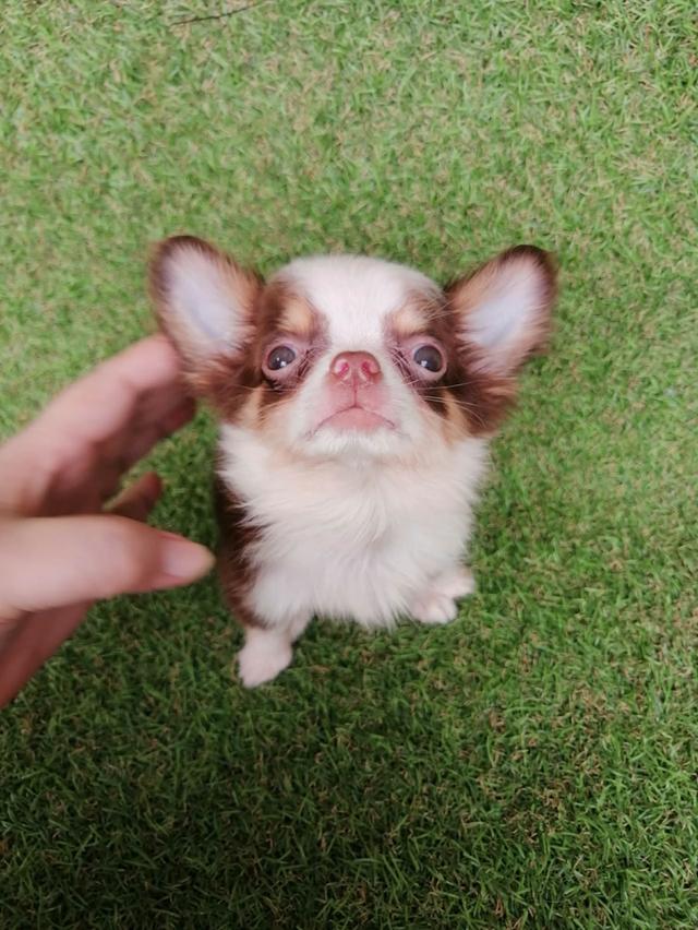 ชิวาว่าแท้ขนยาวสีช็อค ชาย 10