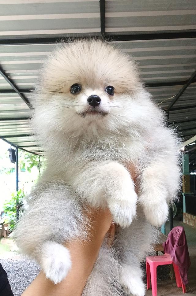 สุนัข