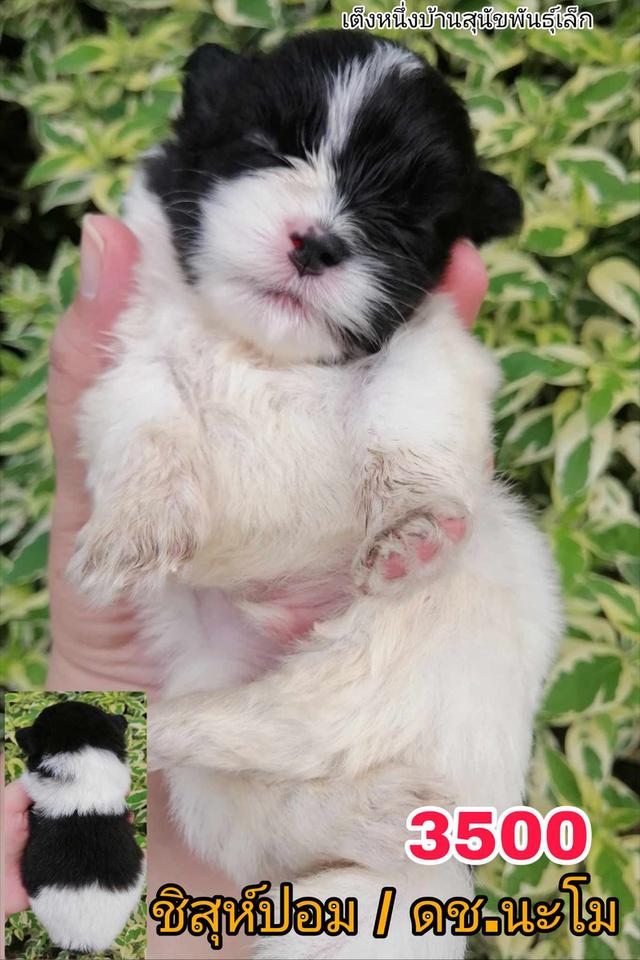 เปิดจอง ชิสุห์ผสม ปอม พุดเดิ้ล ชิวาว่า