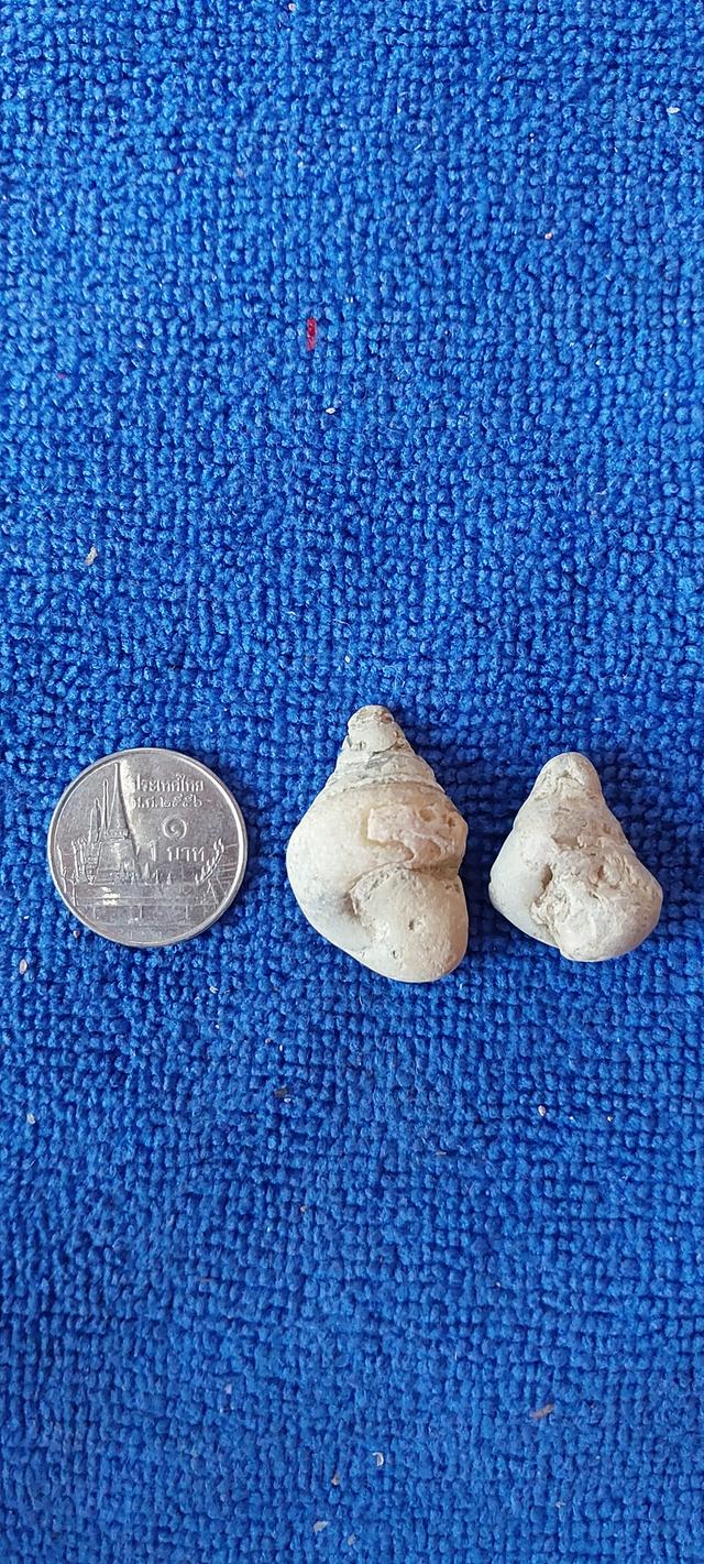 คตหอยหรือฟอสซิสหอย ของทนสิทธิ์ รูปย่อยที่ 3