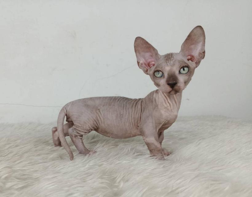 37.แมวแบมบิโน่/เพศผู้ หาบ้าน Bambino Cat/Male looking for a new home