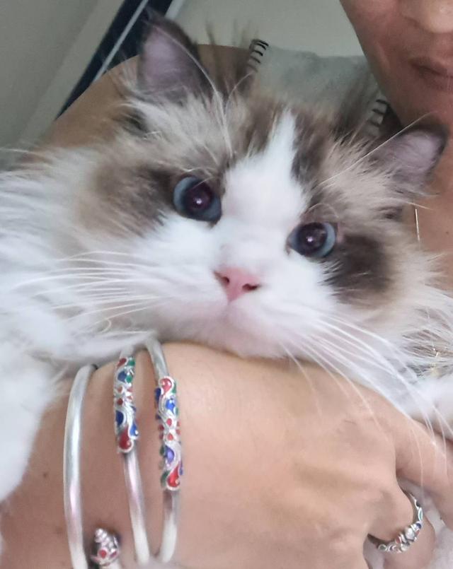 รับผสมพันธุ์จนกว่าจะติดพ่อพันธุ์ Ragdoll นำเข้าหน้าตุ๊กตาผ้า 13