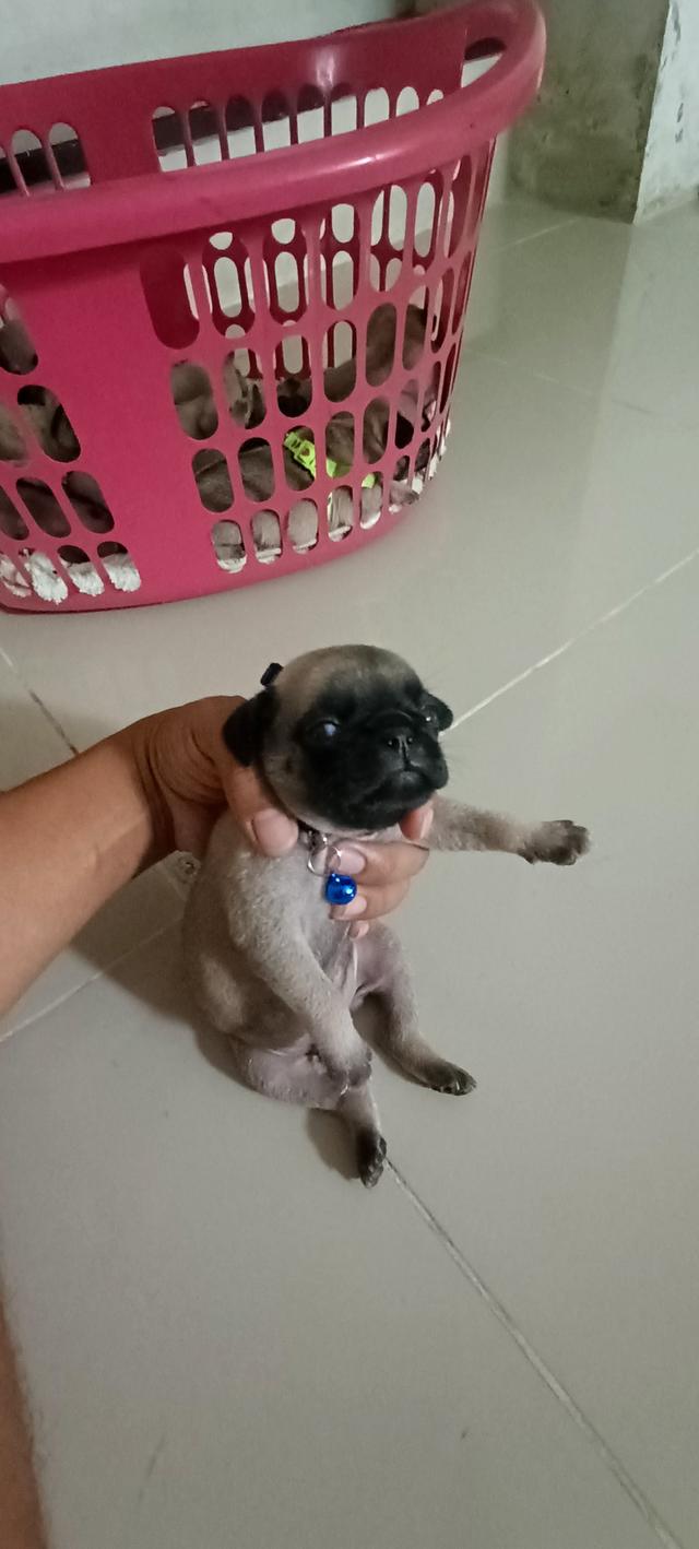 ขายน้องปั๊กแท้ ชลบุรีครับ 6