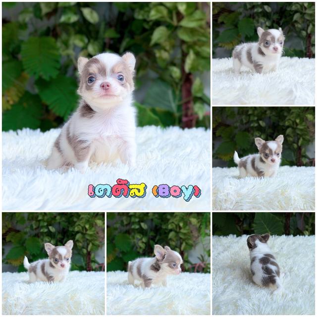 Chihuahuaขนยาวพันธุ์แท้ รูปที่ 5