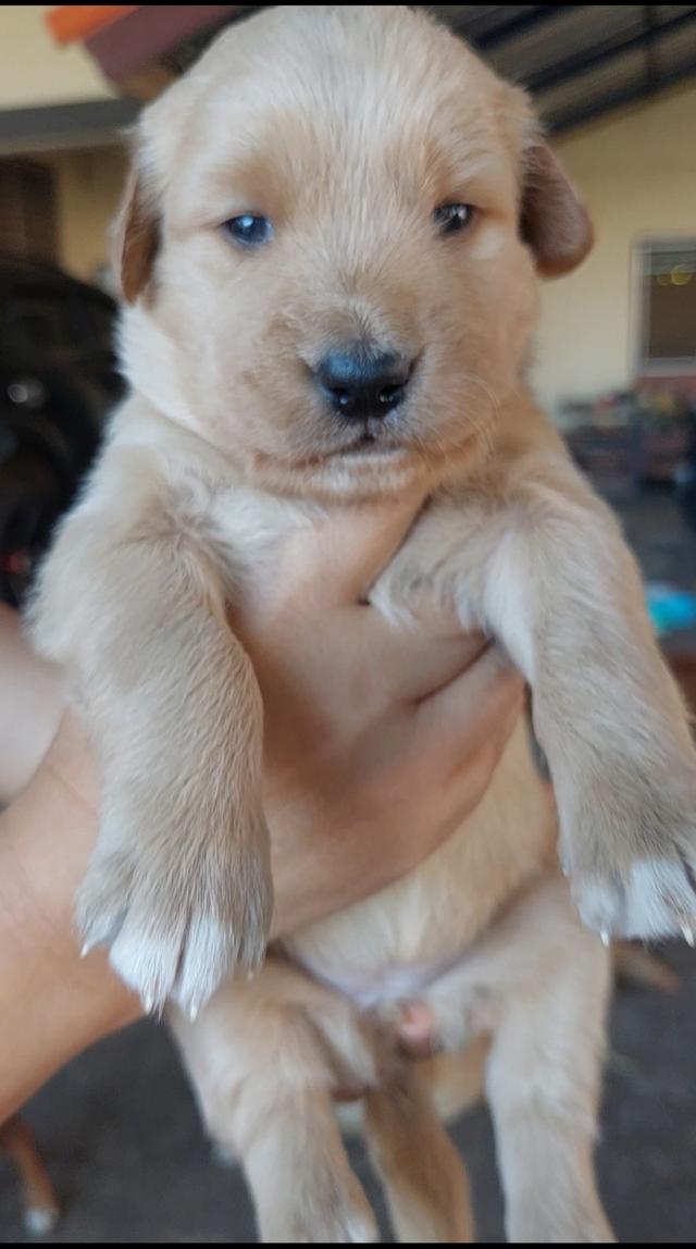 ลูกสุนัข โกลเด้น เพศเมีย รูปย่อยที่ 2