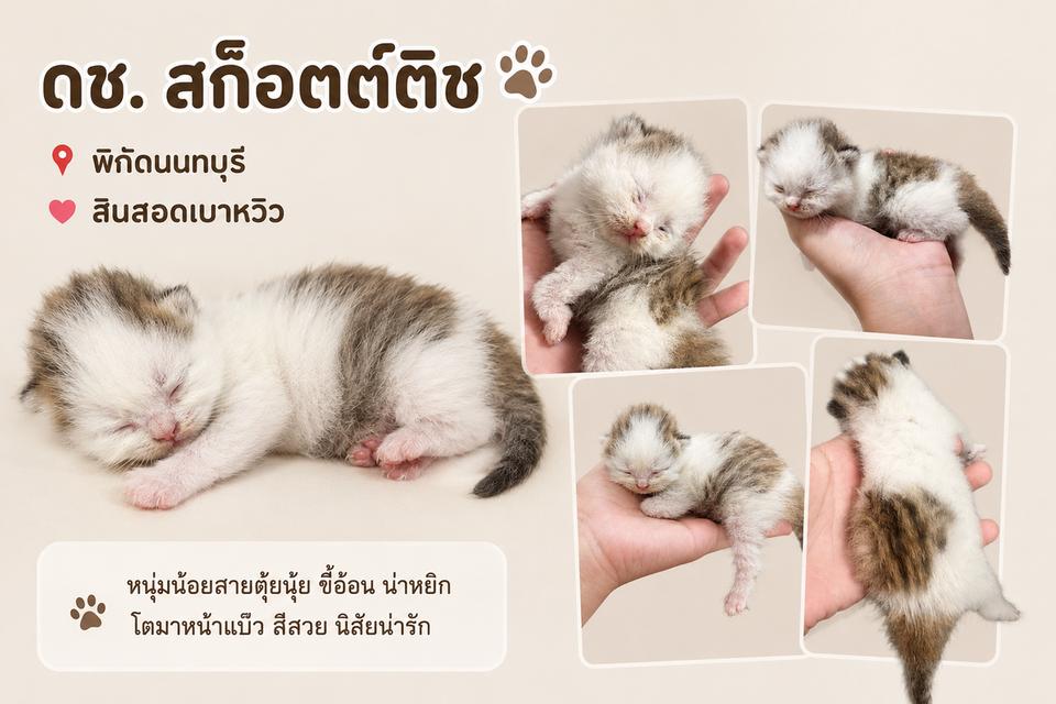 ลูกแมว ดช.สก๊อตติชโฟลด์