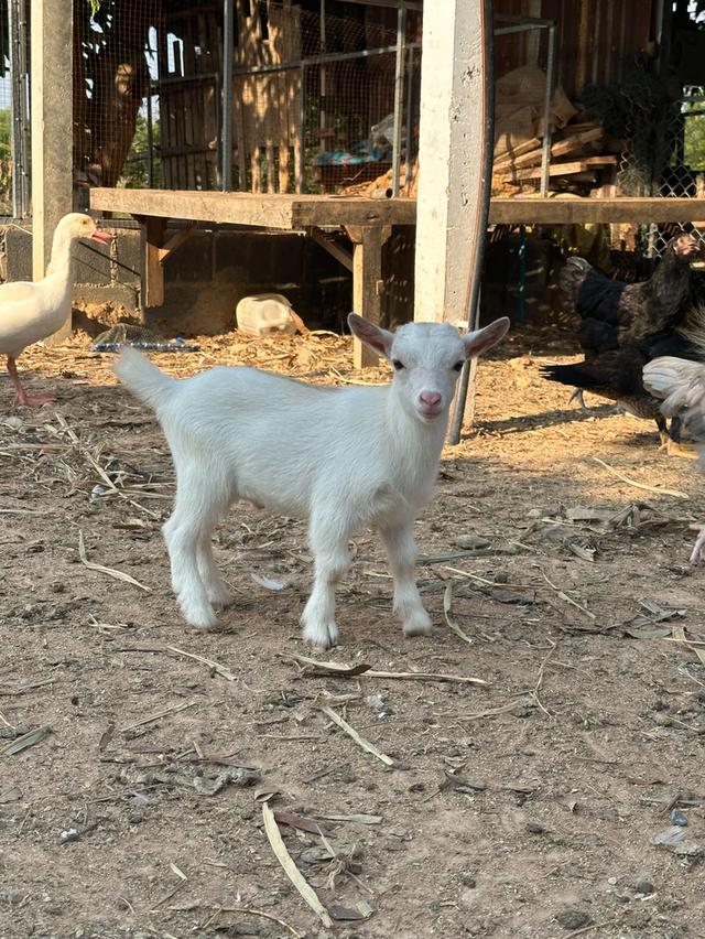 แพะแคระ minipygmy goat รูปที่ 6