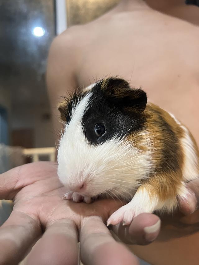 แกสบี้น่ารักๆ 5-6เดือนค่ะ