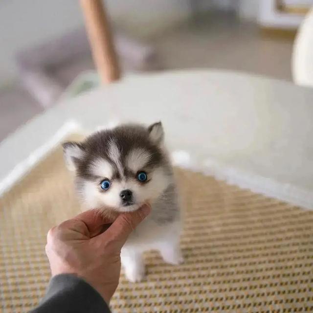 Pomsky Puppies Available รูปที่ 2