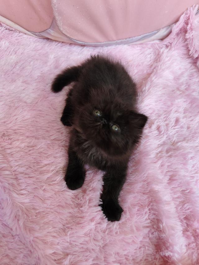 แมวเอ็กโซติกขนยาวสีดำ รูปที่ 5