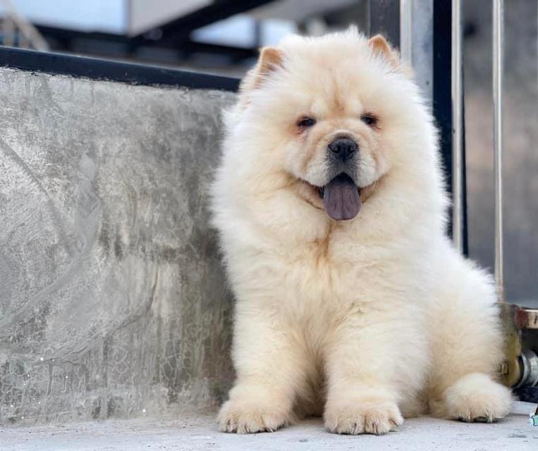 chow chow puppies for Sale