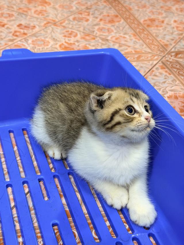 น้องแมว สก็อตติชโฟล์