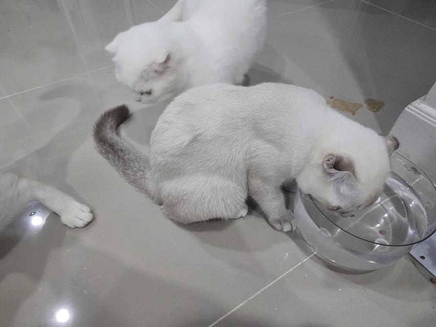 แมวไทยผสมมันซ์กิ้น 6-7 เดือน รูปที่ 4