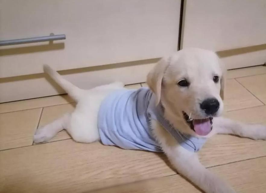 Labrador เพศ ญ 2 เดือนค่ะ