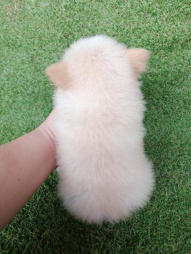 ปอมเเท้ เพศเมีย พร้อมย้าย รูปที่ 10