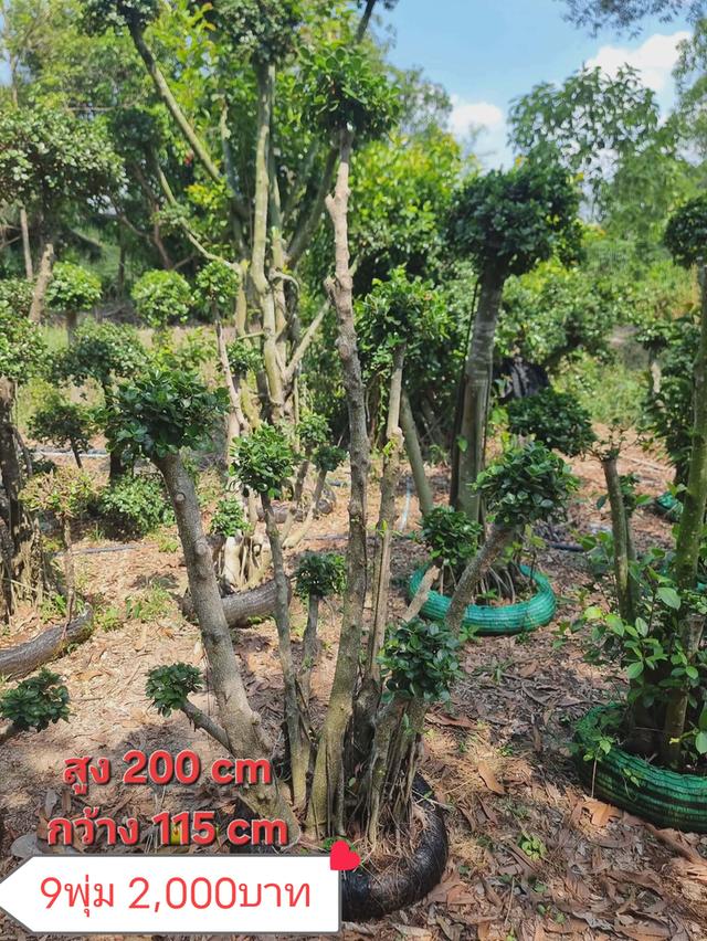 ไทรต่อยอดช้อนเงินช้อนทอง