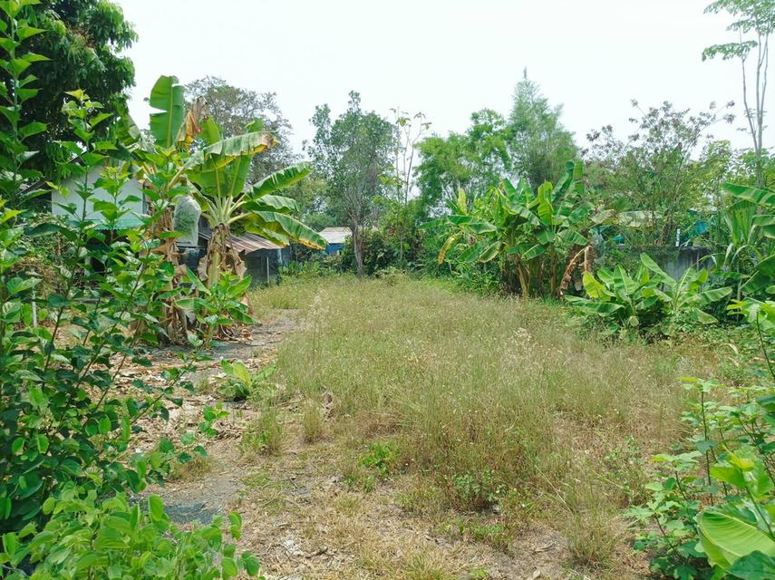 ขายที่ดิน 113ตร.ว. ต.สง่าบ้าน อ.ดอยสะเก็ด จ.เชียงใหม่ 8