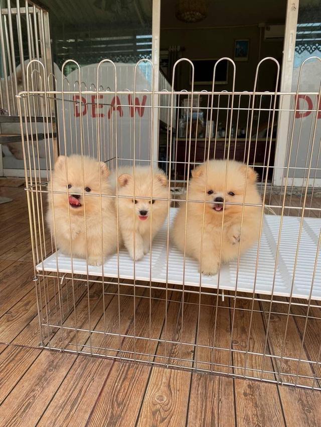 ลูกปอมแท้ มีบริการจัดส่งทั่วประเทศ รูปที่ 3