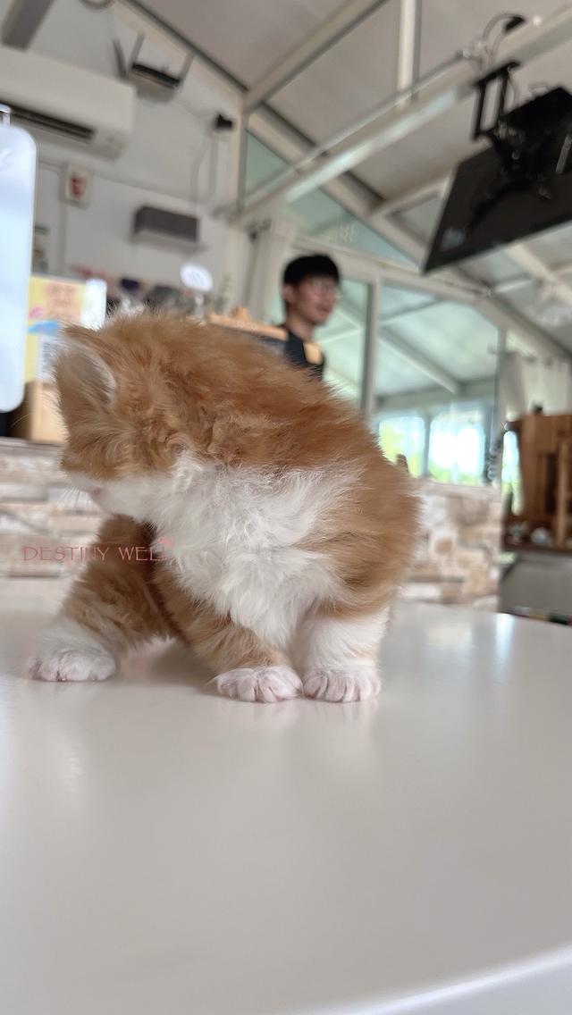 แมวสก๊อตติชแท้ พกใบเพดscfc เพศผู้ รูปที่ 4