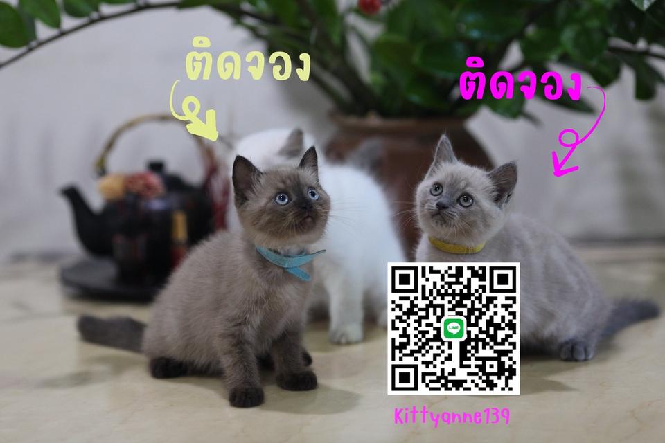 น้องแมวลูกครึ่งหิมาลายันผสมสก็อตติช