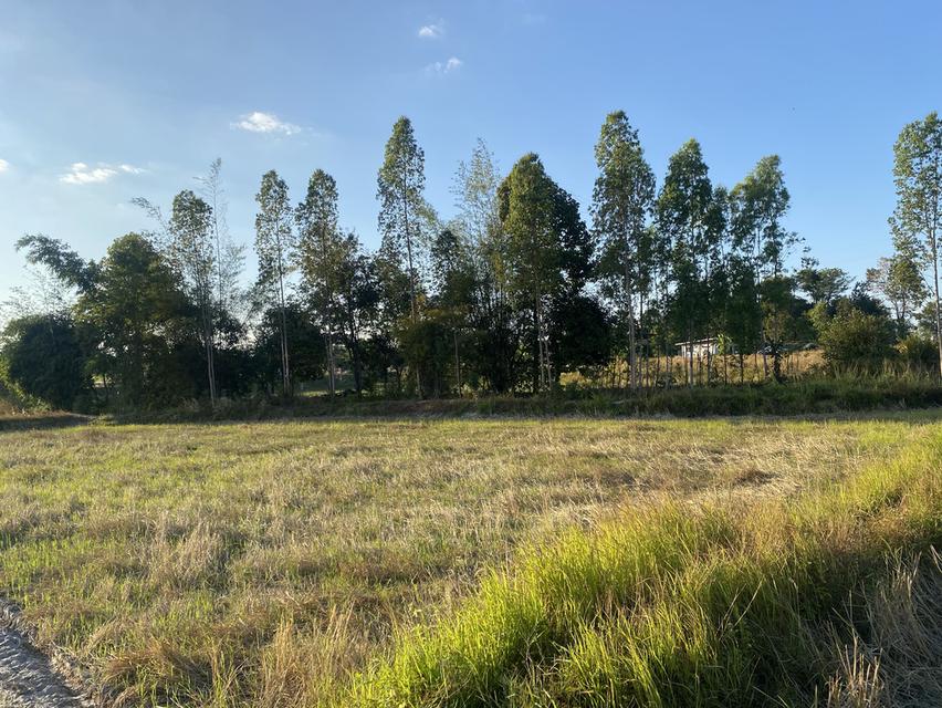 ที่ดิน11ไร่อยู่ถนน4เลนตัดใหม่กาฬสินธุ์-มุกดาหาร 7