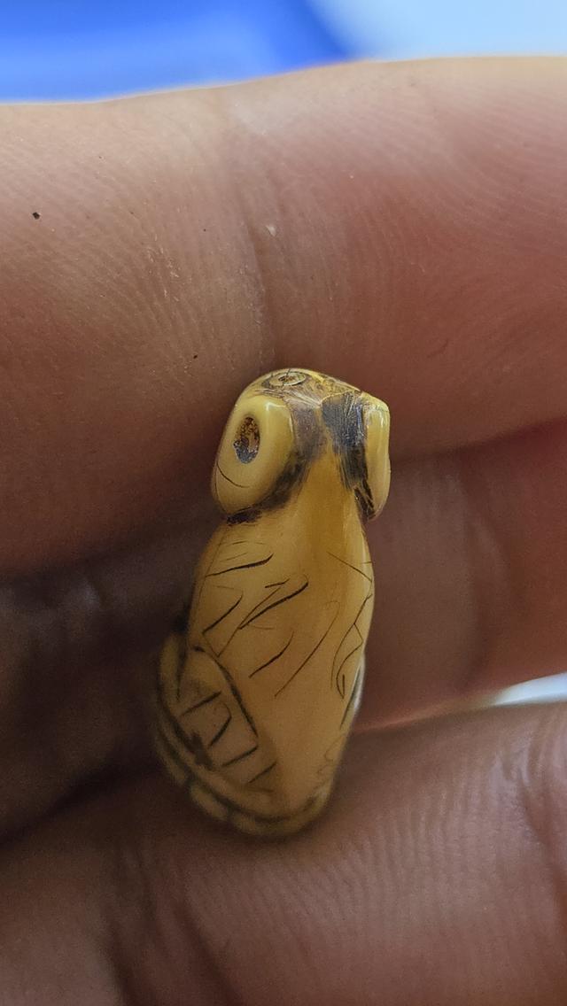 เสือแกะหลวงพ่อปาน วัดคลองด่าน 9