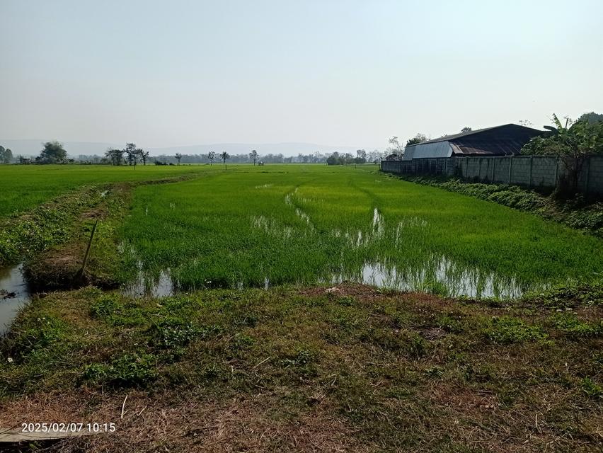 ที่นาจำนวน 4 ไร่ไร่ละ 250,000 บาททำนาได้ 2 ครั้งน้ำดี 1