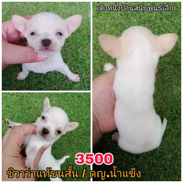 ชิวาว่าเเท้ขนสั้น ขนยาว พร้อมย้าย 8