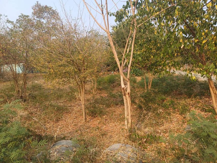 ขายที่ดินเปล่า แปลงมุมติดถนน 2 ด้าน ย่านชุมชน 3