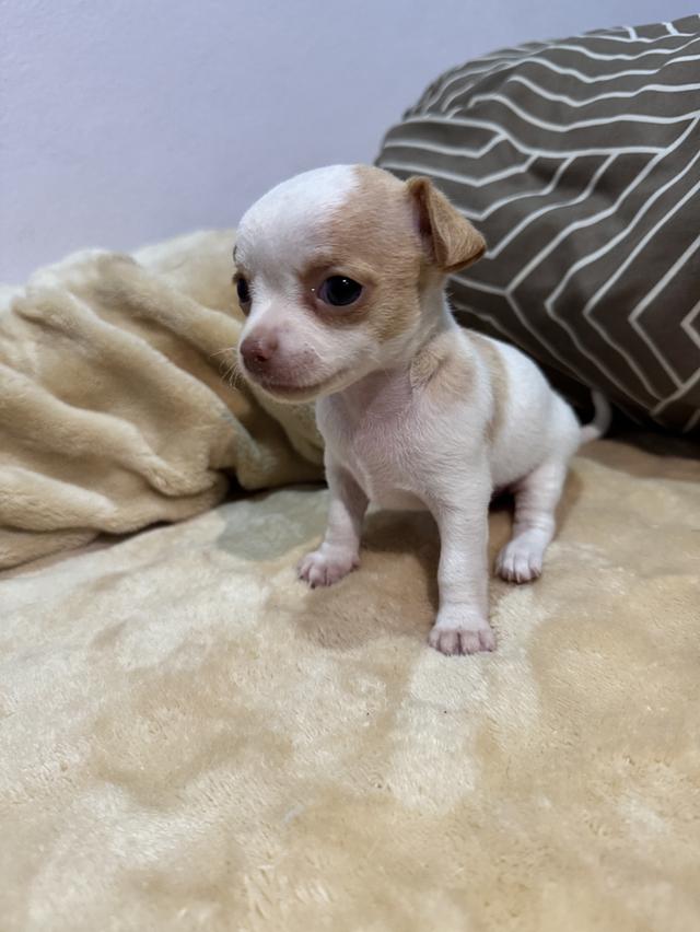 สุนัขชิวาว่าอายุ1เดือน รูปที่ 2