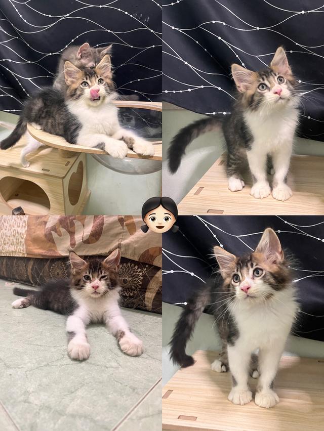 เมนคูน