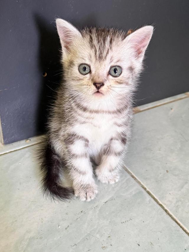 แมวพันธุ์อเมริกันช็อตแฮร์แท้!!