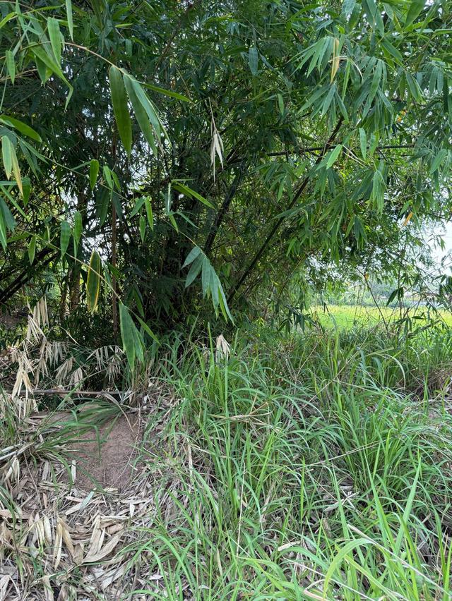 ที่ดินเปล่าภูเขียว 6 ไร่ 10